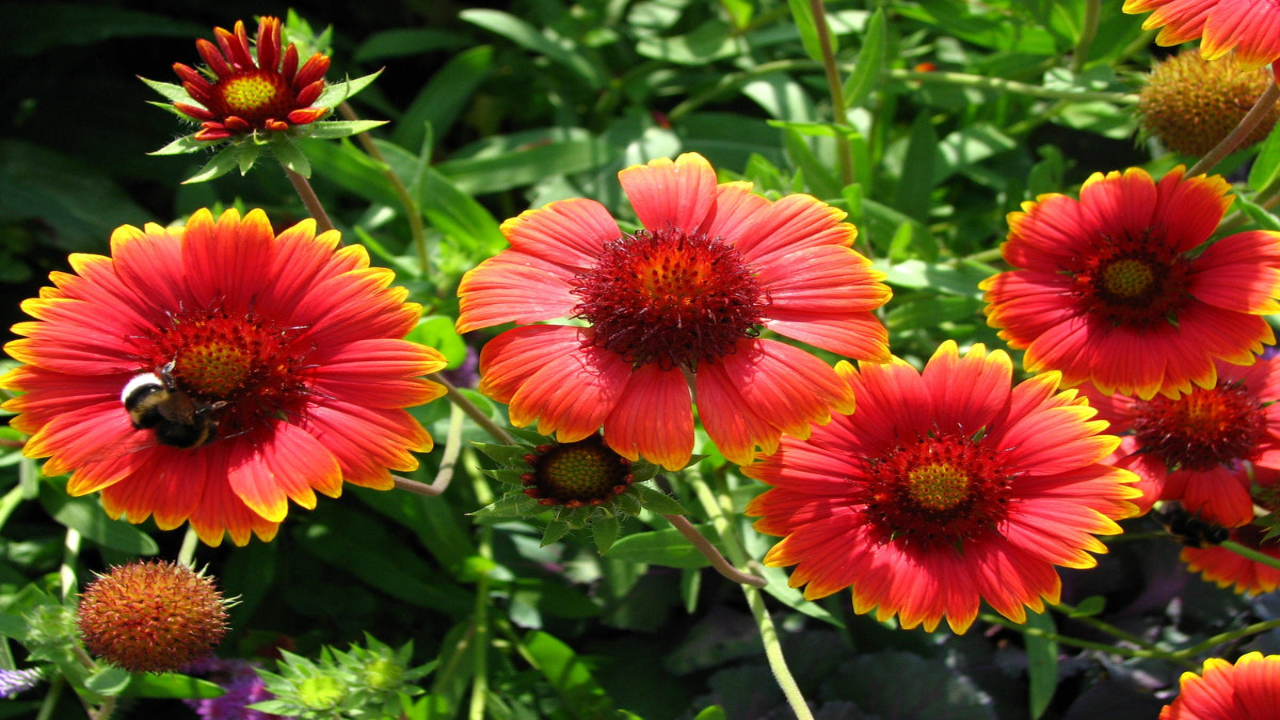 Indian_Blanket_Gaillardia_pulchella