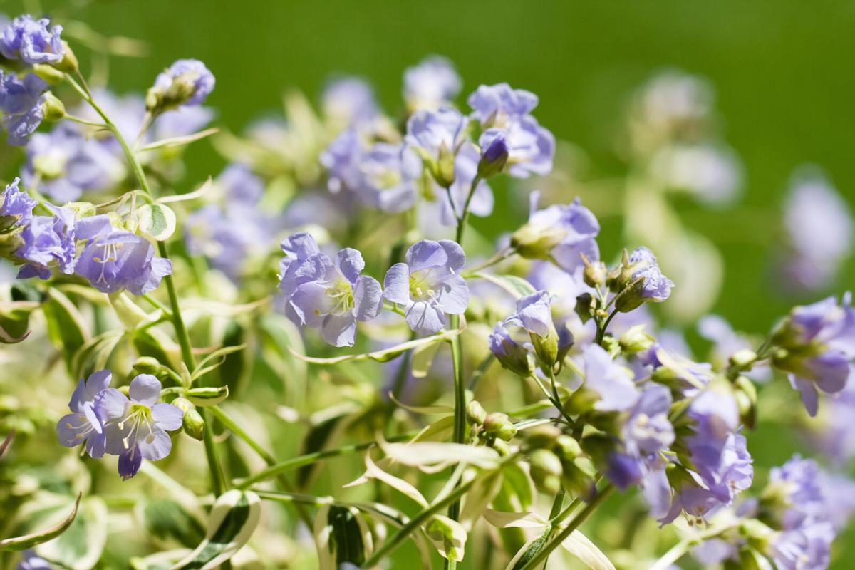 Jacobs_Ladder_Polemonium_reptans