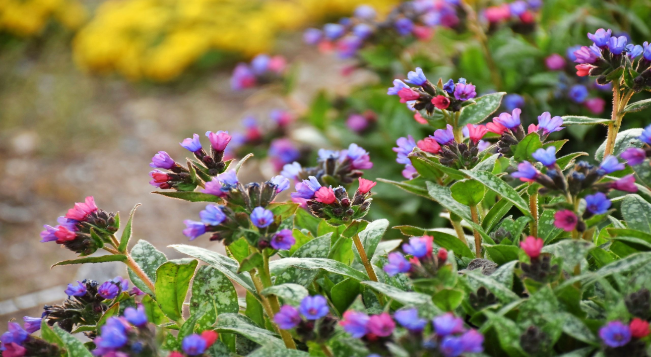 Lungwort_Pulmonaria_spp