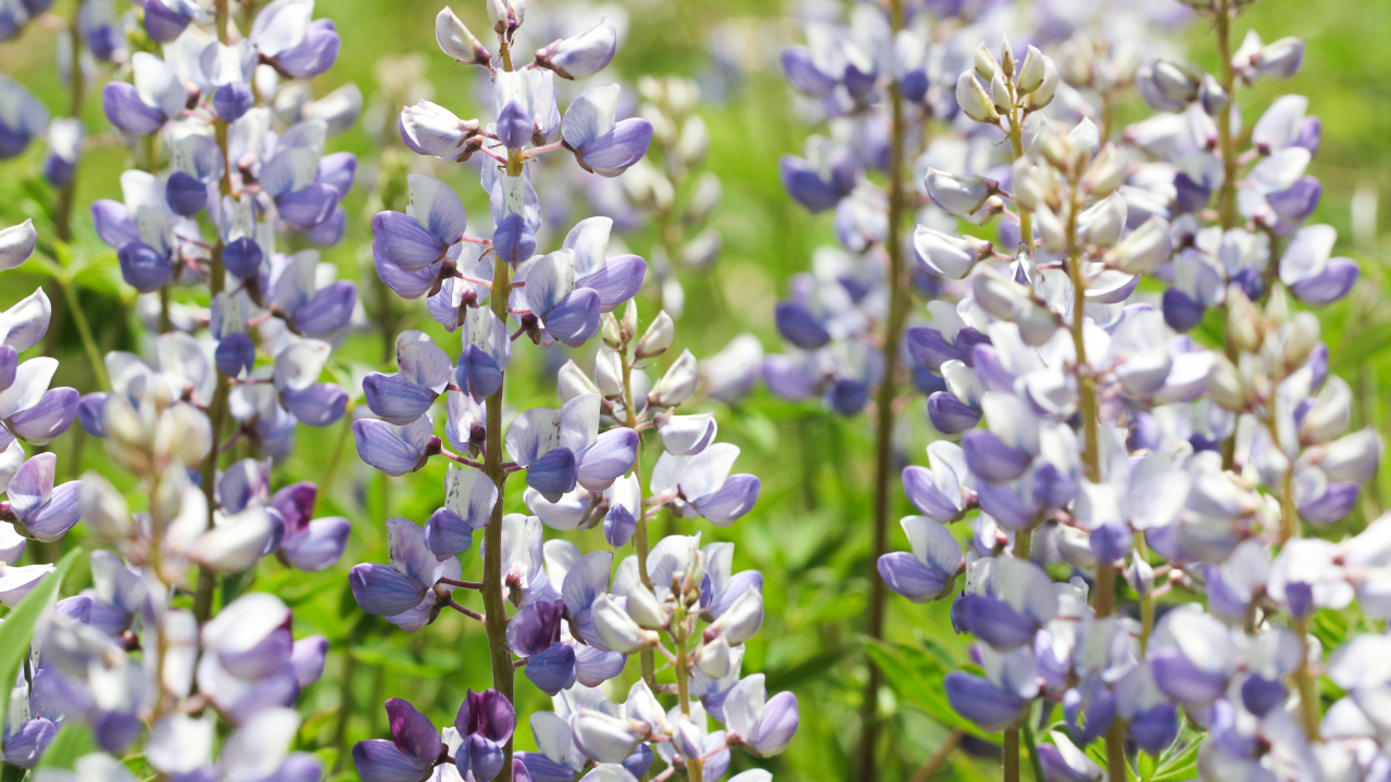 Lupine_Lupinus_perennis