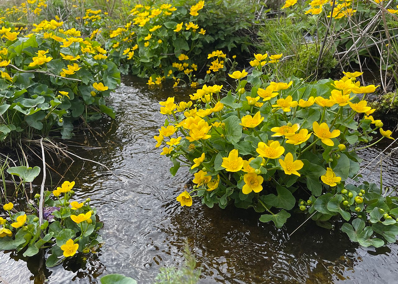 Marsh_Marigold_Caltha_palustris