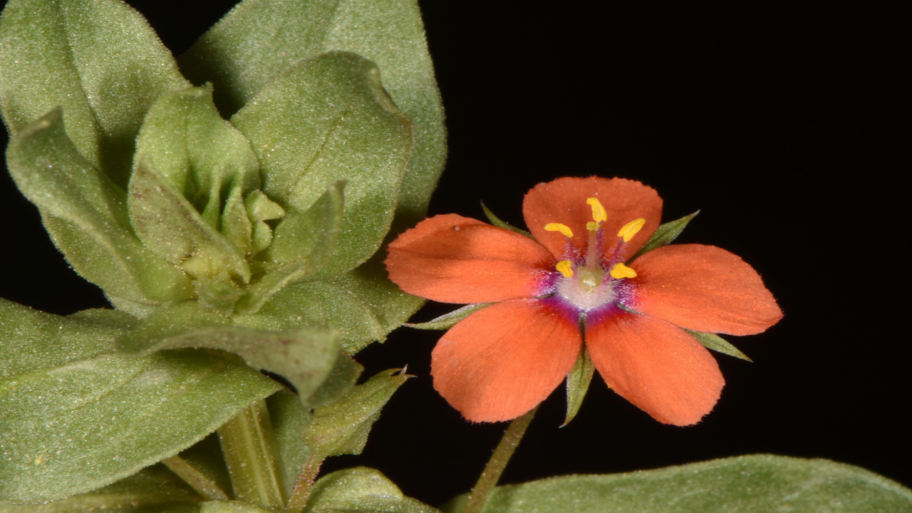 Mountain_Pimpernel_Anagallis_arvensis