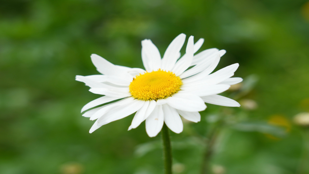 Oxeye_Daisy_Leucanthemum_vulgare