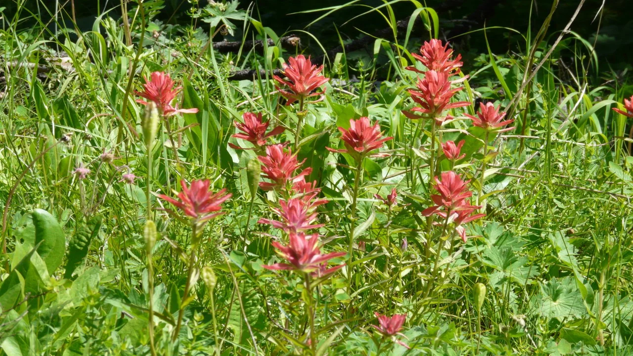 Paintbrush_Castilleja_spp