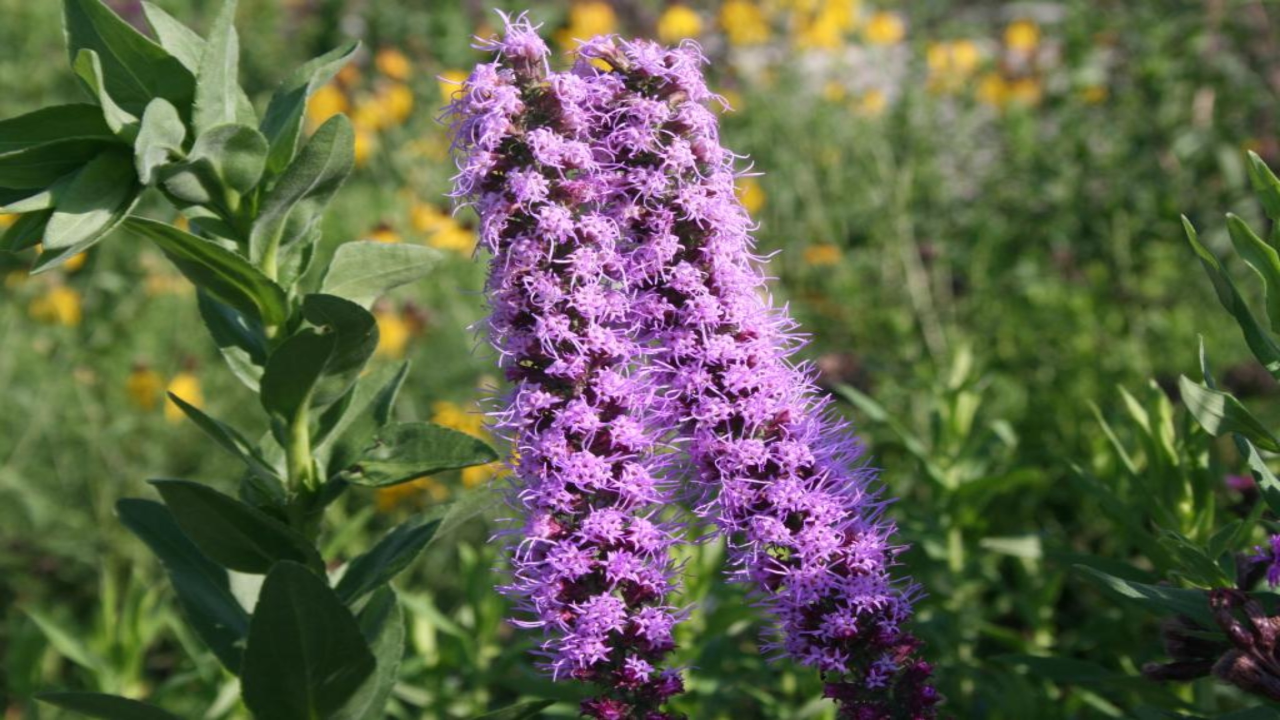 Prairie_Blazing_Star_Liatris_pycnostachya