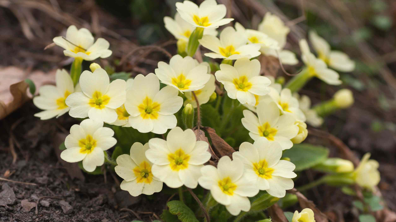 Primrose_Primula_vulgaris