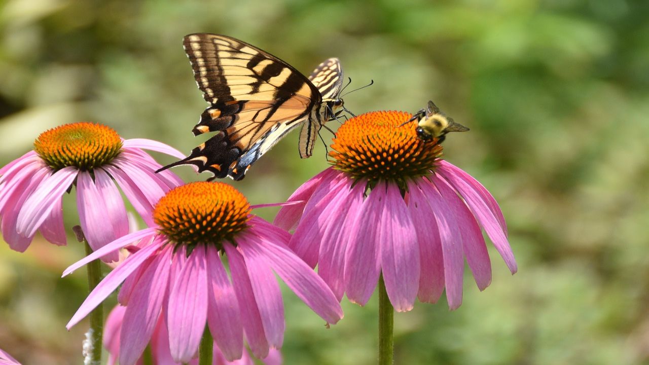 Purple_Coneflower_Echinacea_purpurea