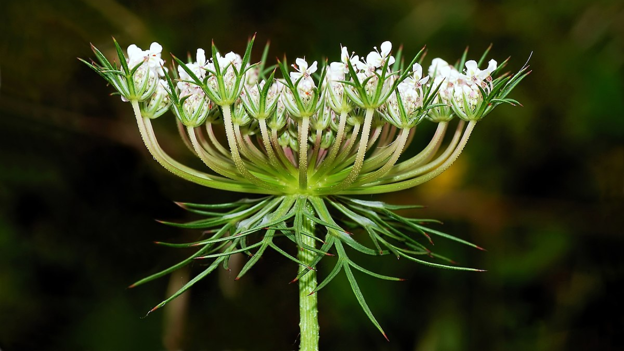 Queen_Annes_Lace_Daucus_carota