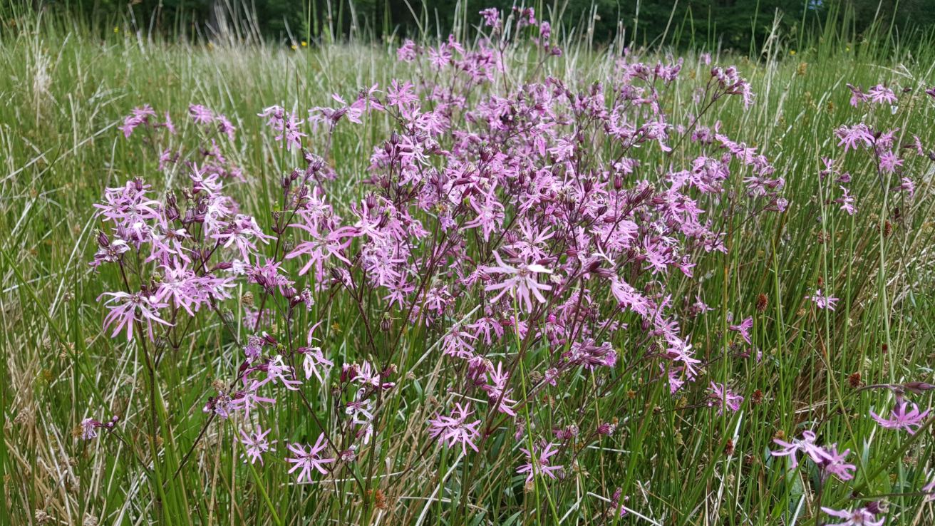 Ragged_Robin_Lychnis_flos-cuculi