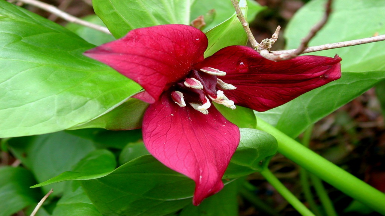 Red_Trillium_Trillium_erectum