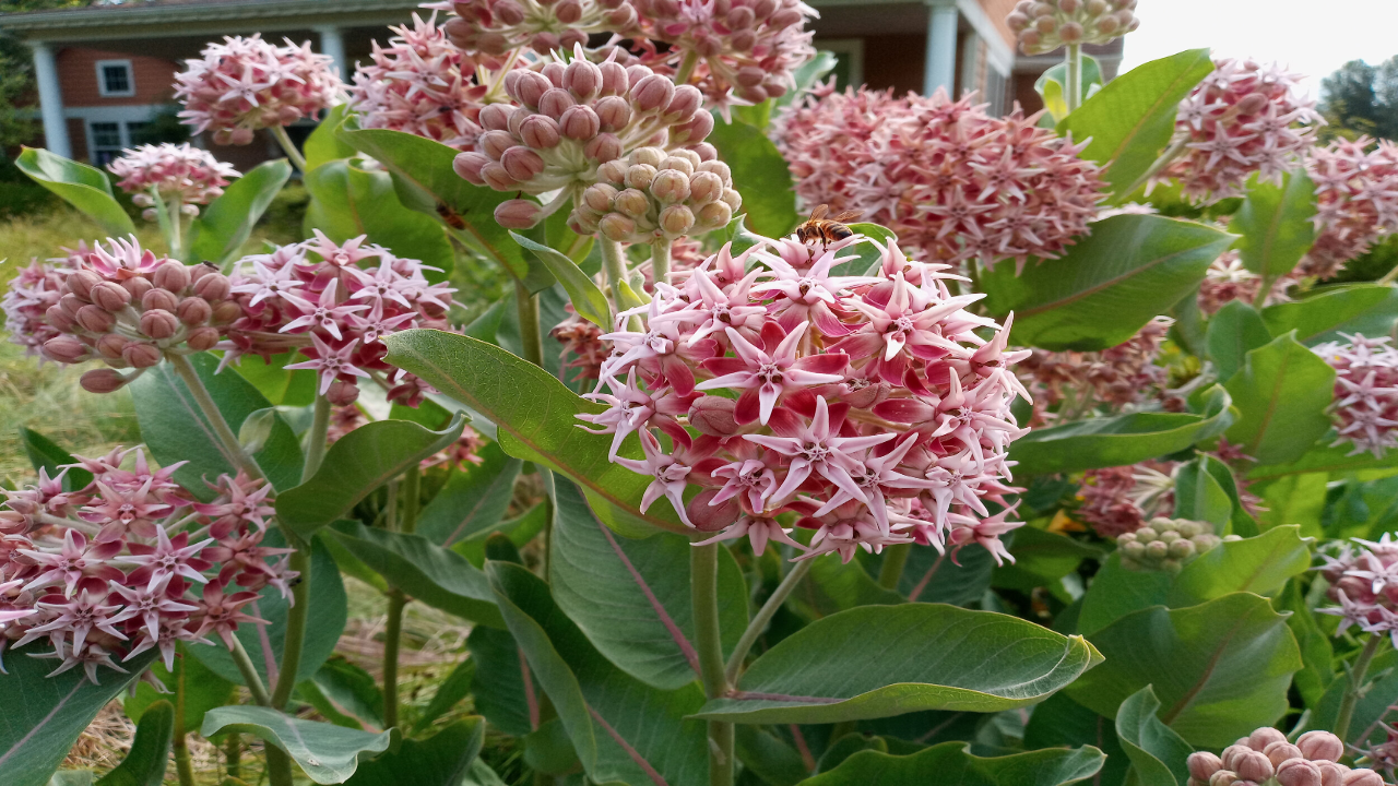 Showy_Milkweed_Asclepias_speciosa