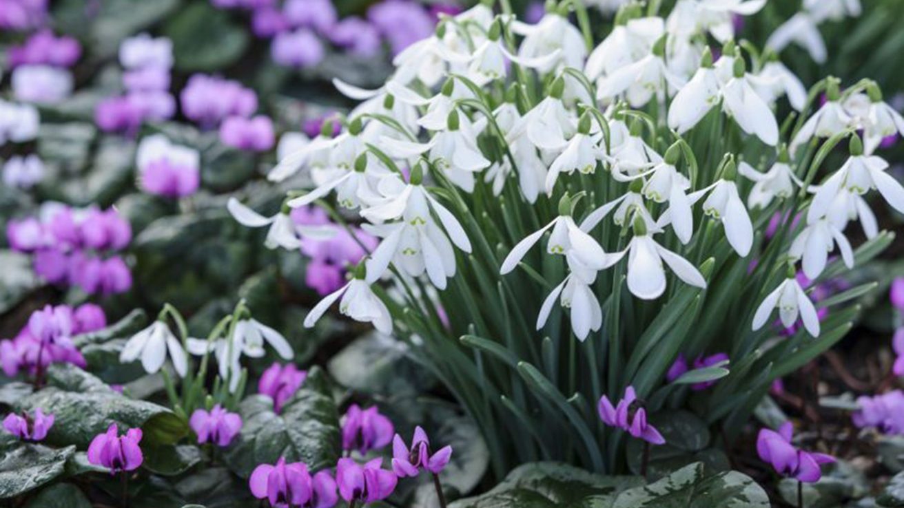 Snowdrop_Galanthus_nivalis