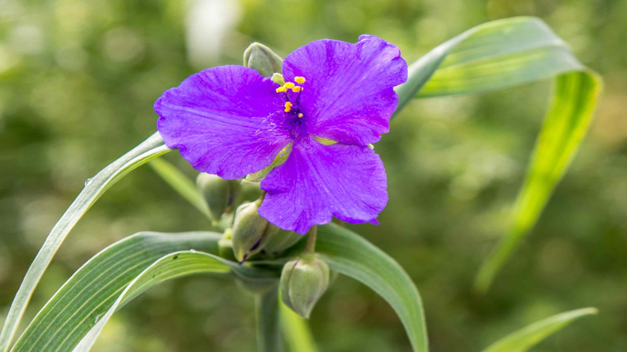 Spiderwort_Tradescantia_spp