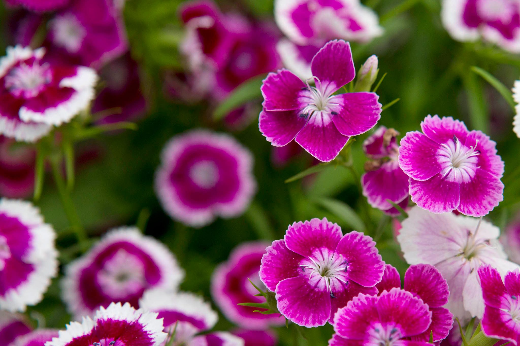 Sweet_William_Dianthus_barbatus