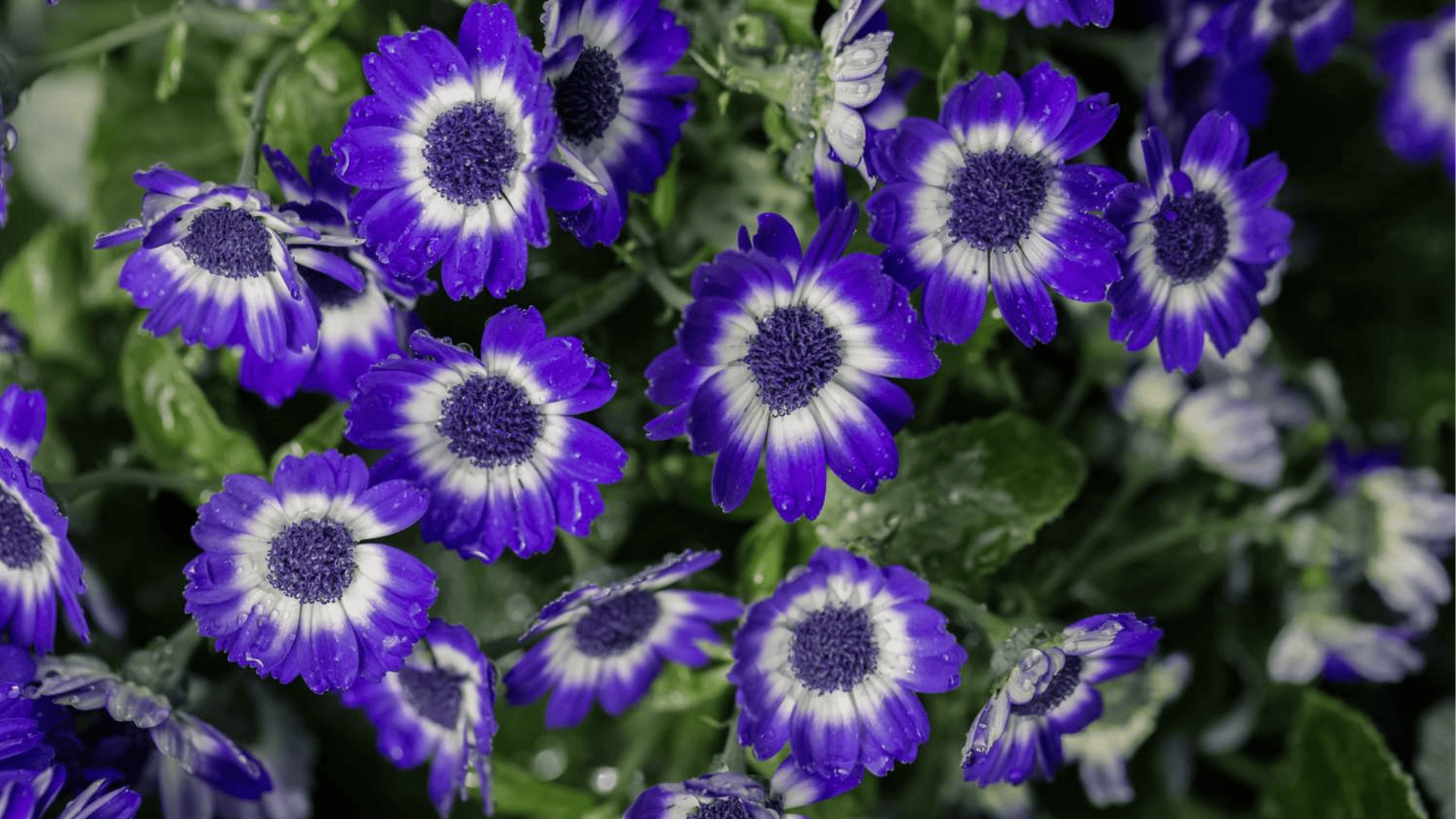 Tachiwaki_-_Cineraria