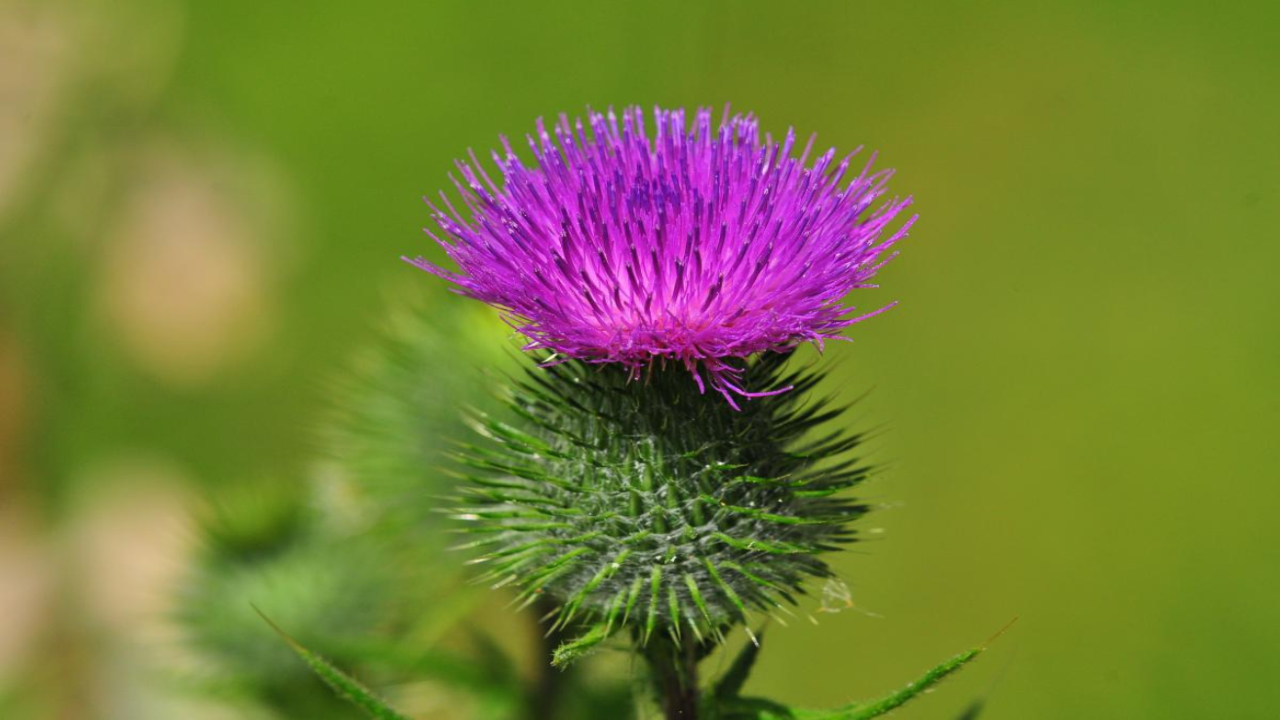 Thistle_Cirsium_spp