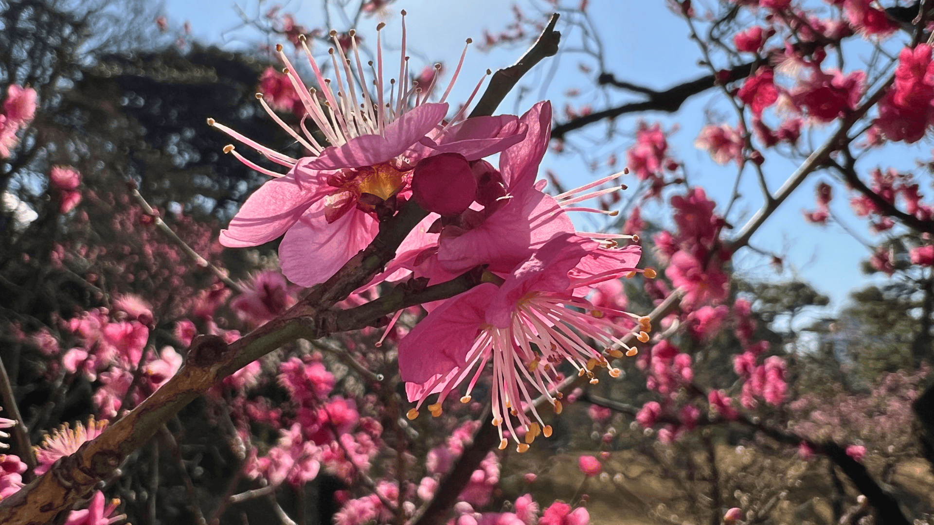 Ume_-_Plum_Blossom