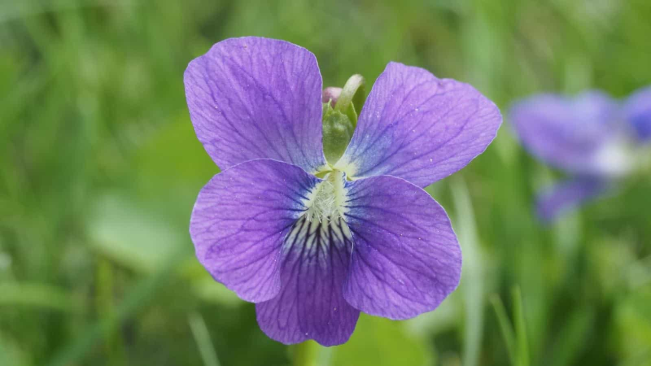 Violet_Viola_spp