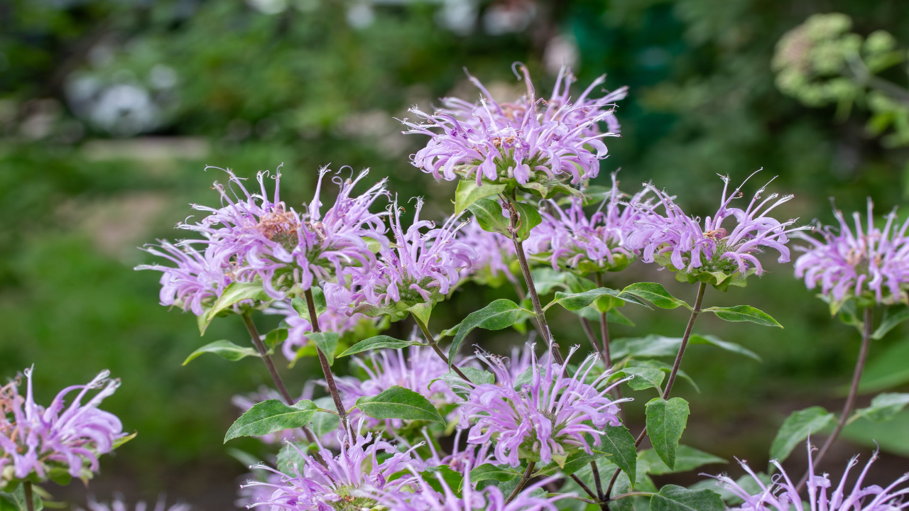 Wild_Bergamot_Monarda_fistulosa