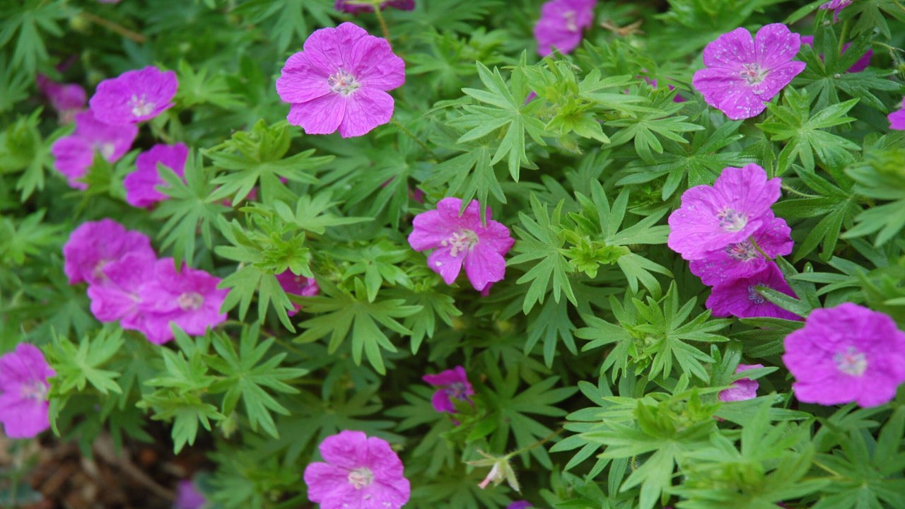 Wild_Geranium_Geranium_maculatum