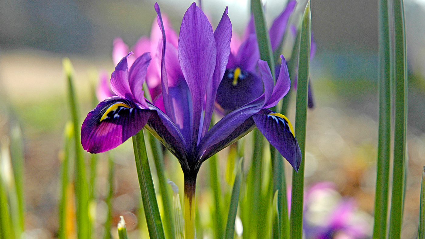 Wild_Iris_Iris_spp