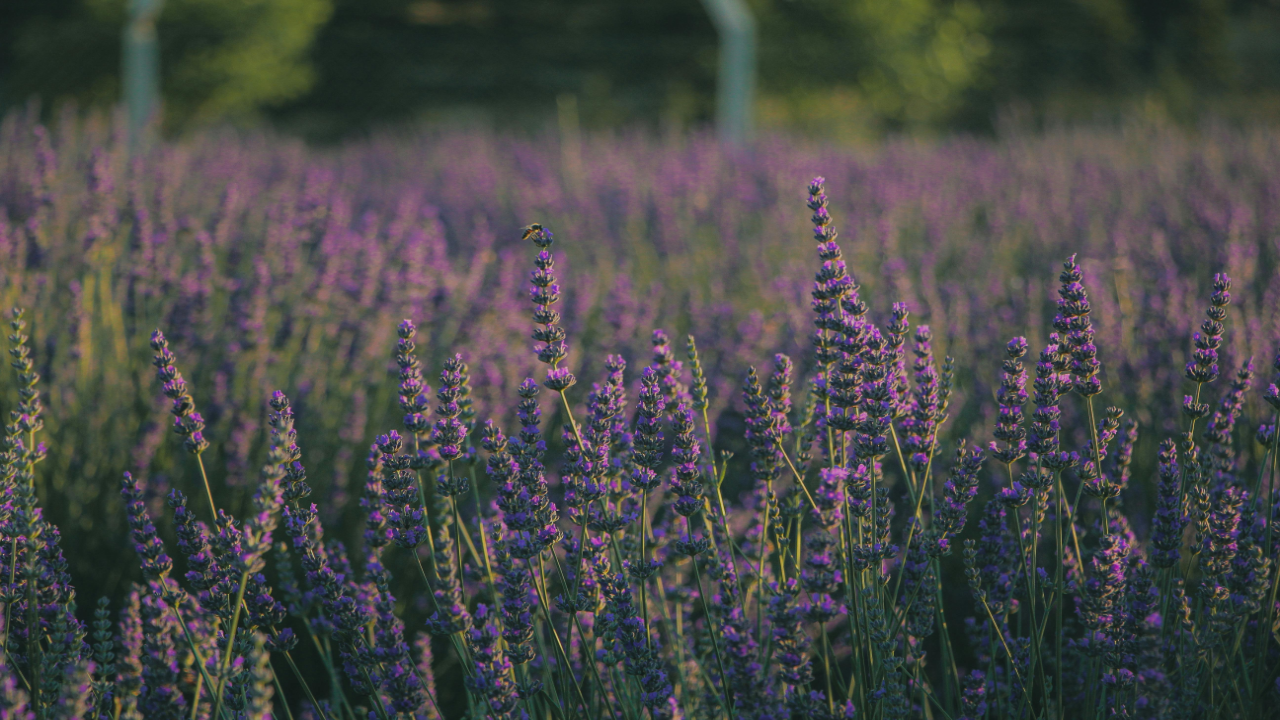 Wild_Lavender_Lavandula_angustifolia