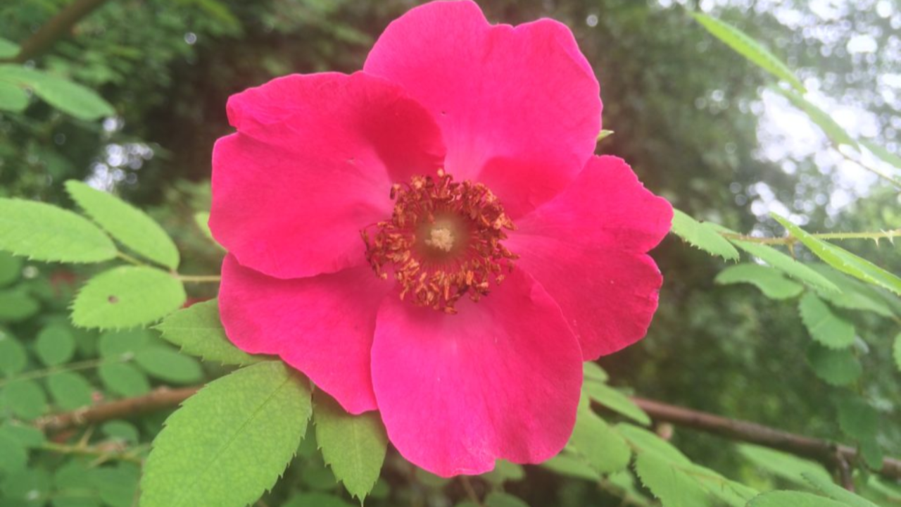 Wild_Rose_Rosa_spp