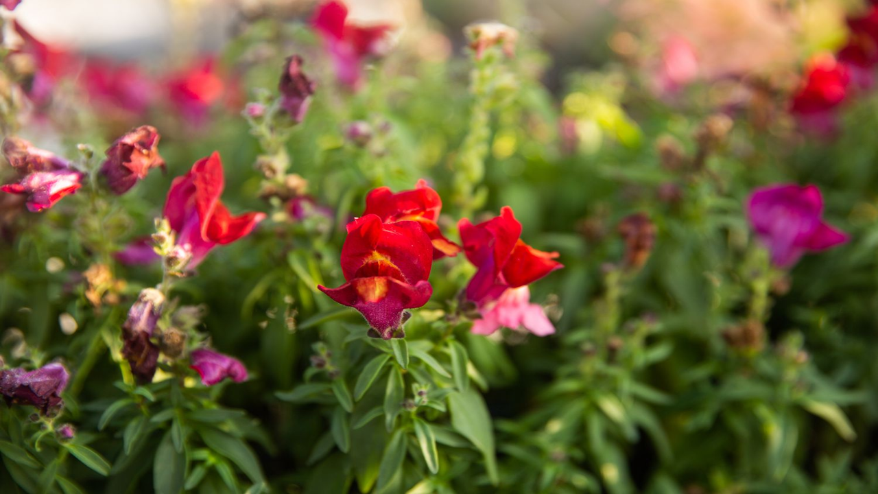 Wild_Snapdragon_Antirrhinum_majus