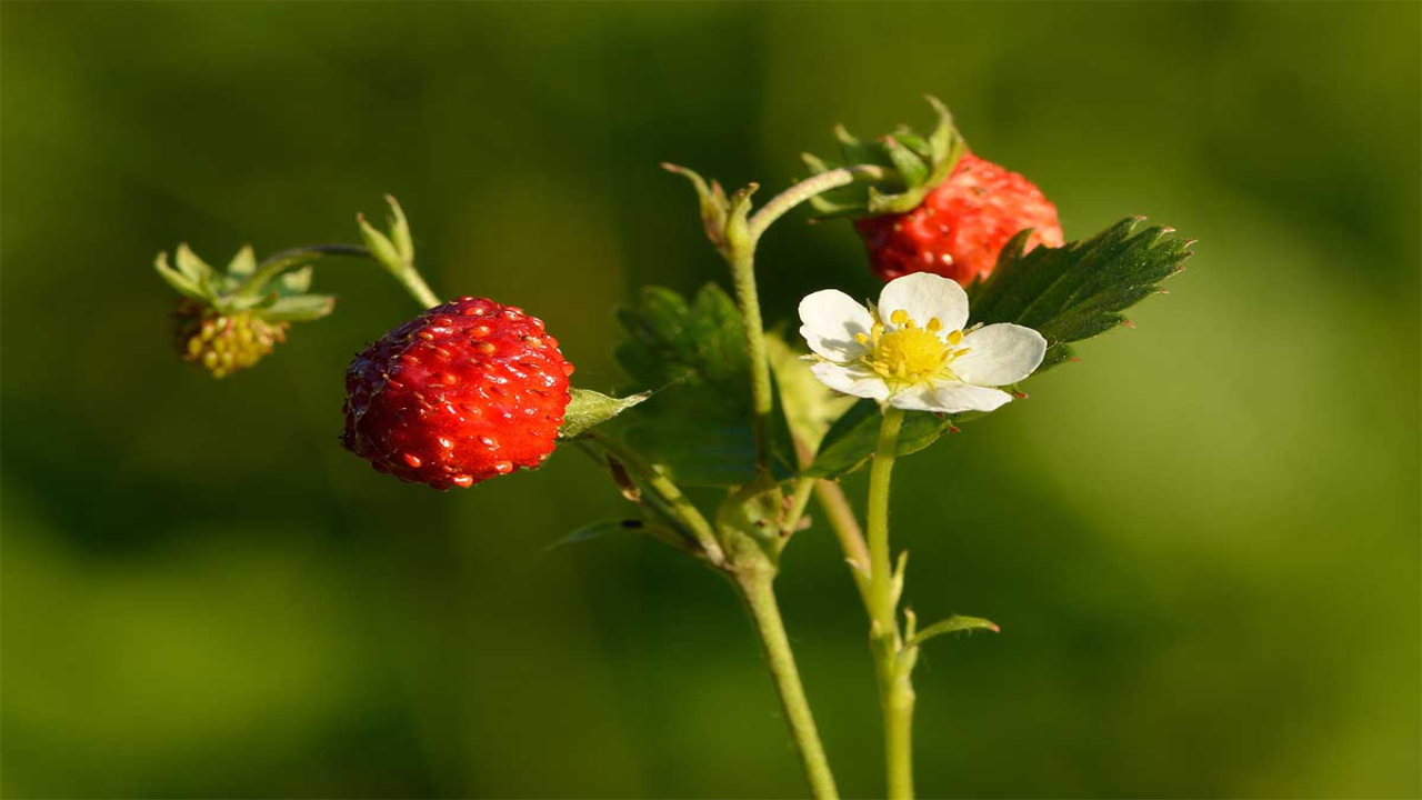 Wild_Strawberry_Fragaria_vesca