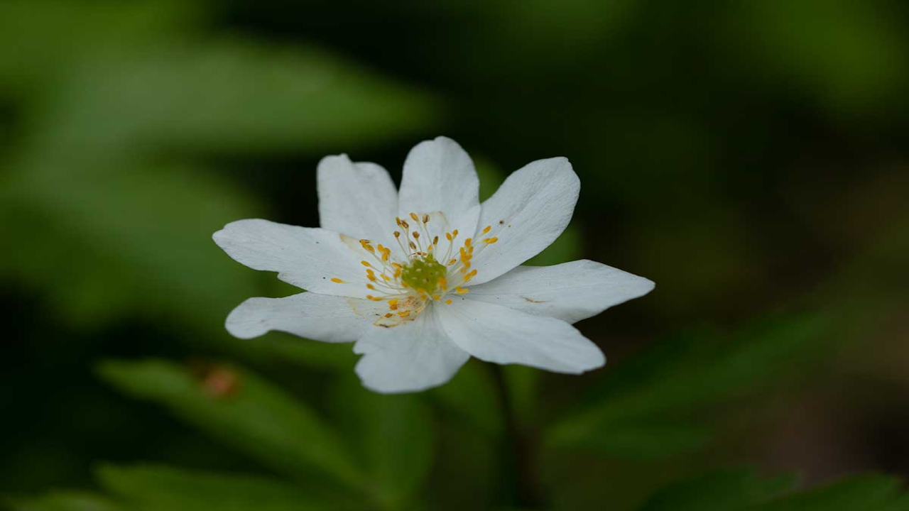 Wood_Anemone_Anemone_nemorosa