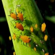 Are there bugs in your food?