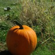 Fall harvest festival is just around the corner.
