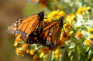 Still - Monarchs - FOB - SK Films