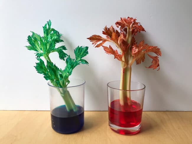 Capillary Action:color-Changing Celery