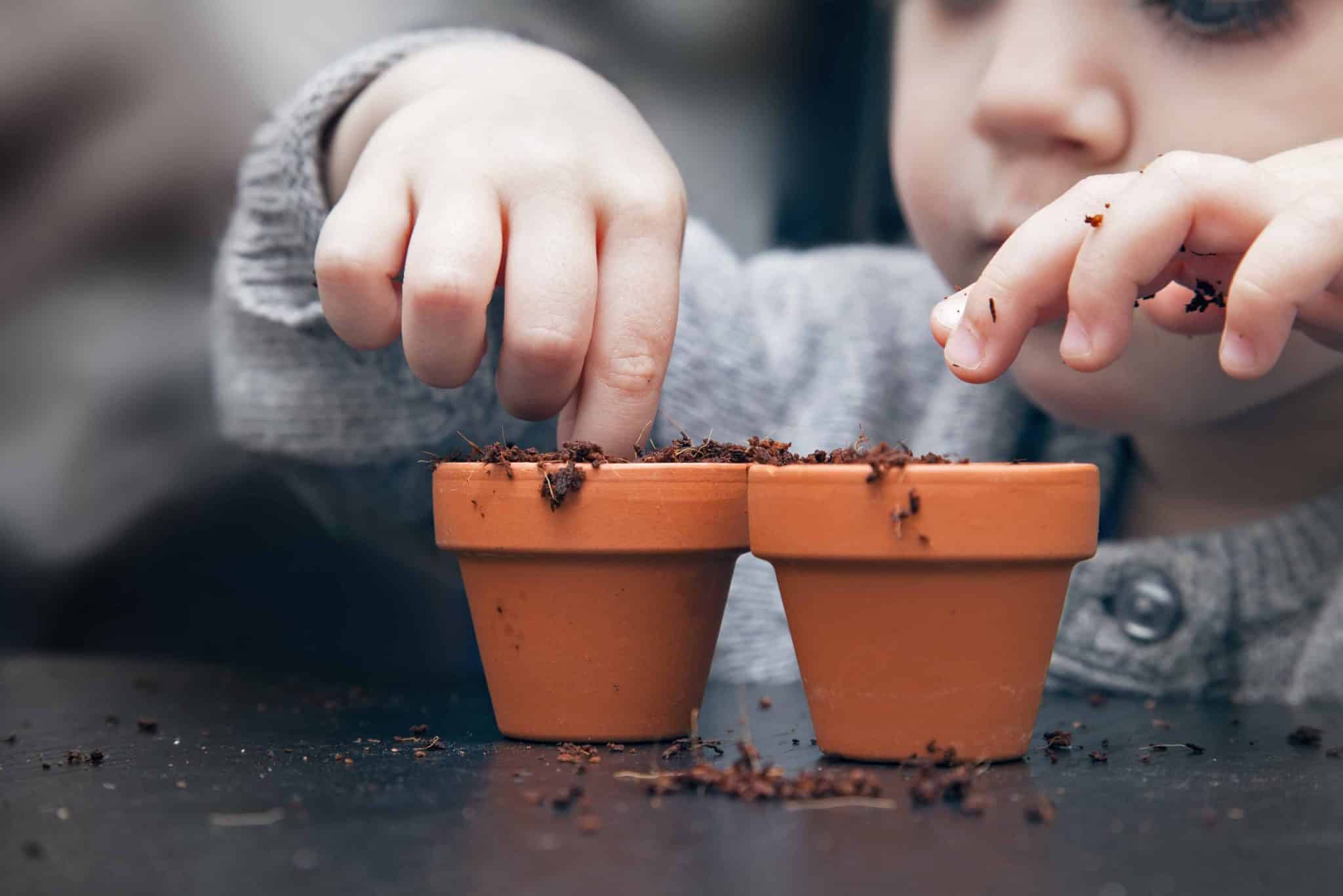 Plants or Seeds