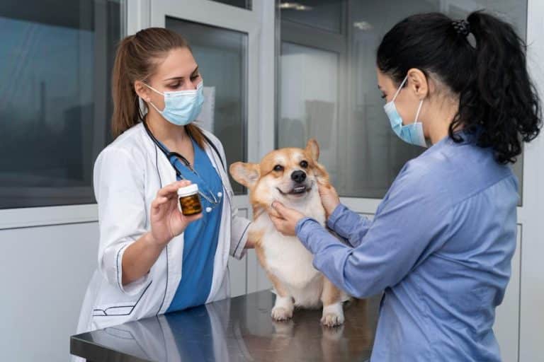 Why Regular Check-ups with Your Veterinarian Are Important for Your Pet’s Health