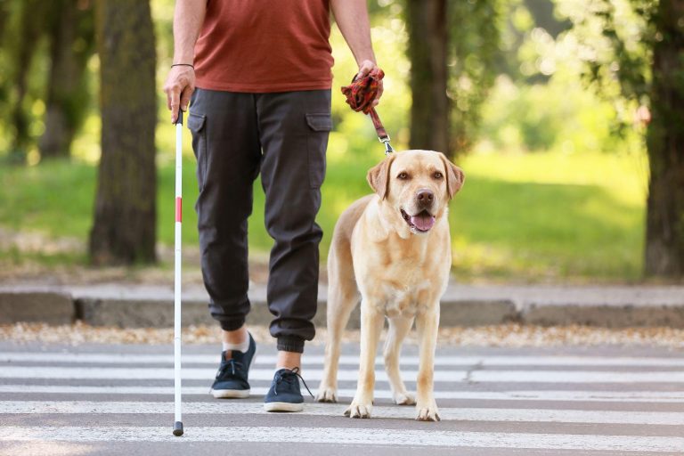 Are Dogs Allowed in Costco? Here's What You Need to Know
