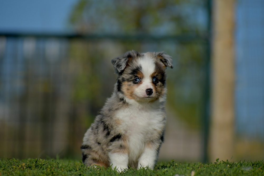 size of toy aussie