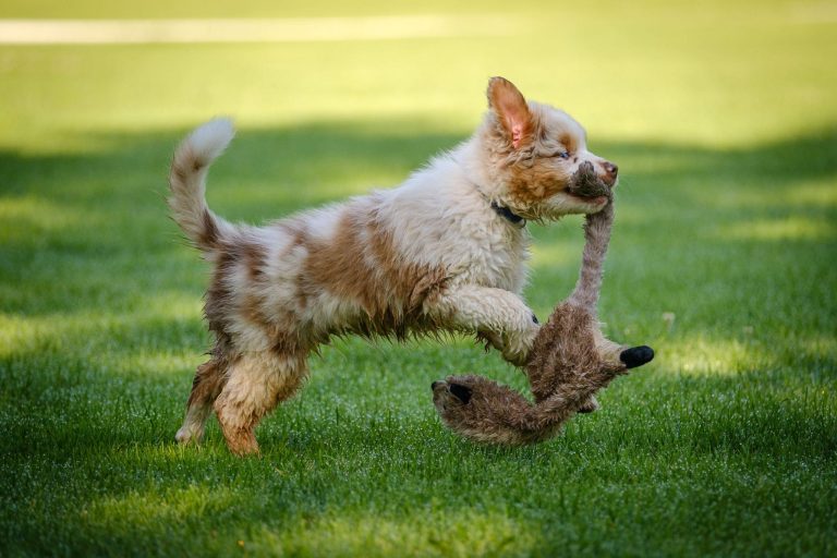 toy aussie running with toy
