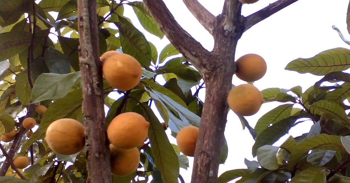 Abiurana