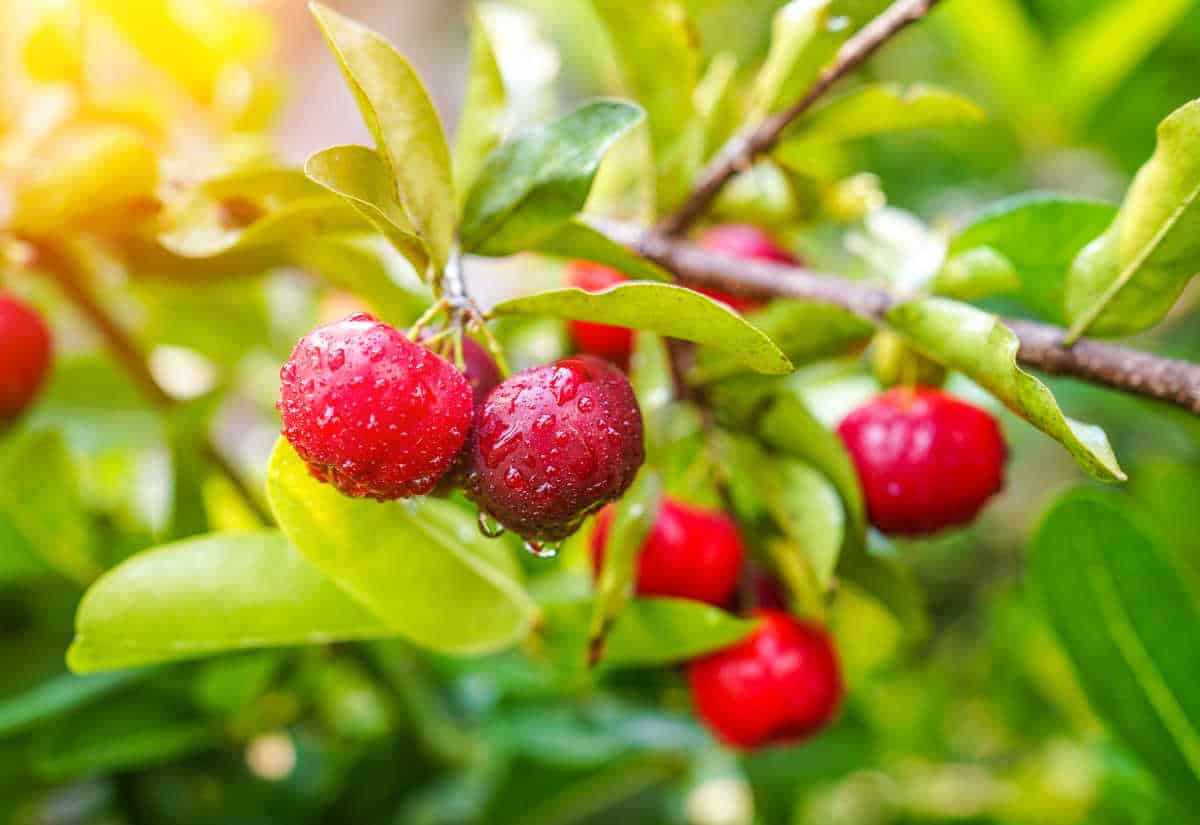Acerola