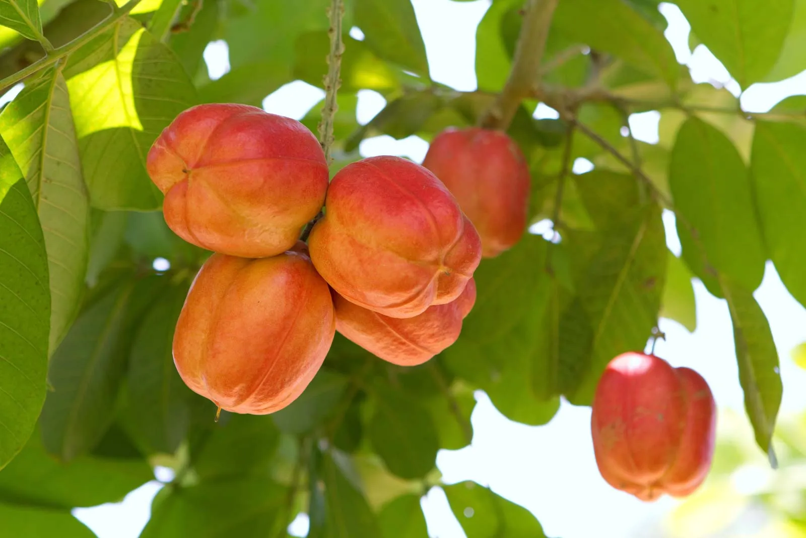 Ackee