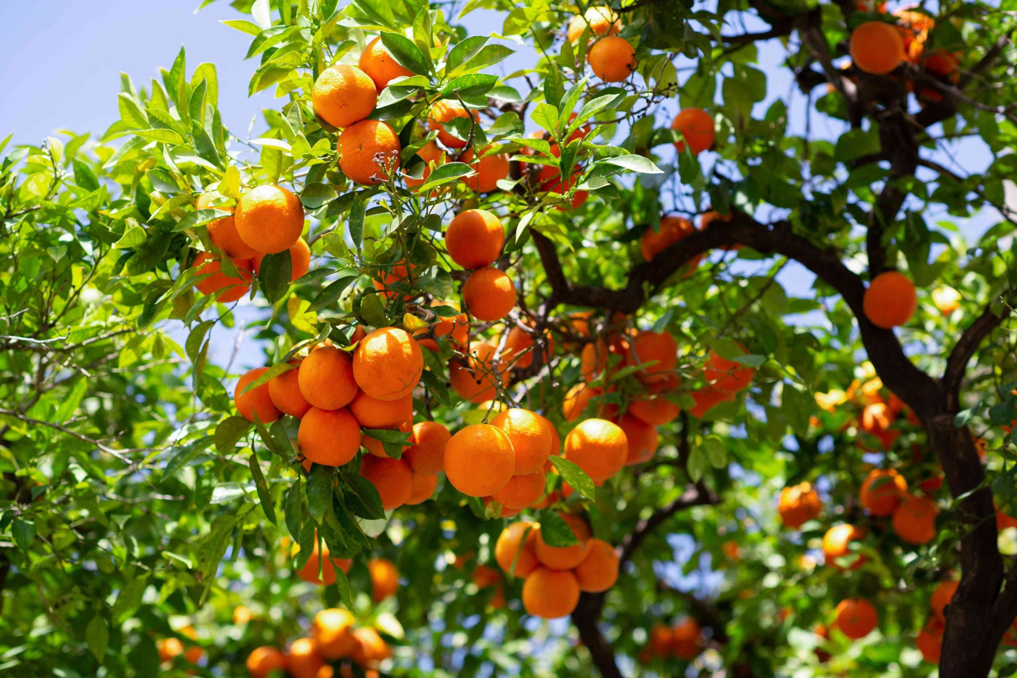 African Cherry Orange