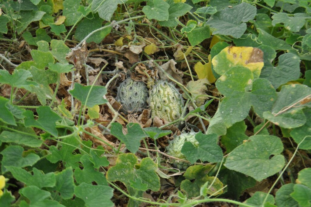 African Cucumber