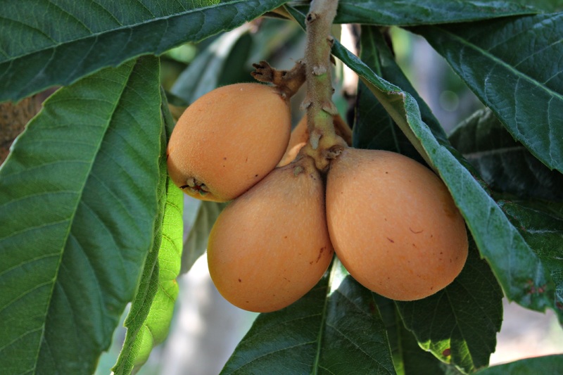 African Medlar