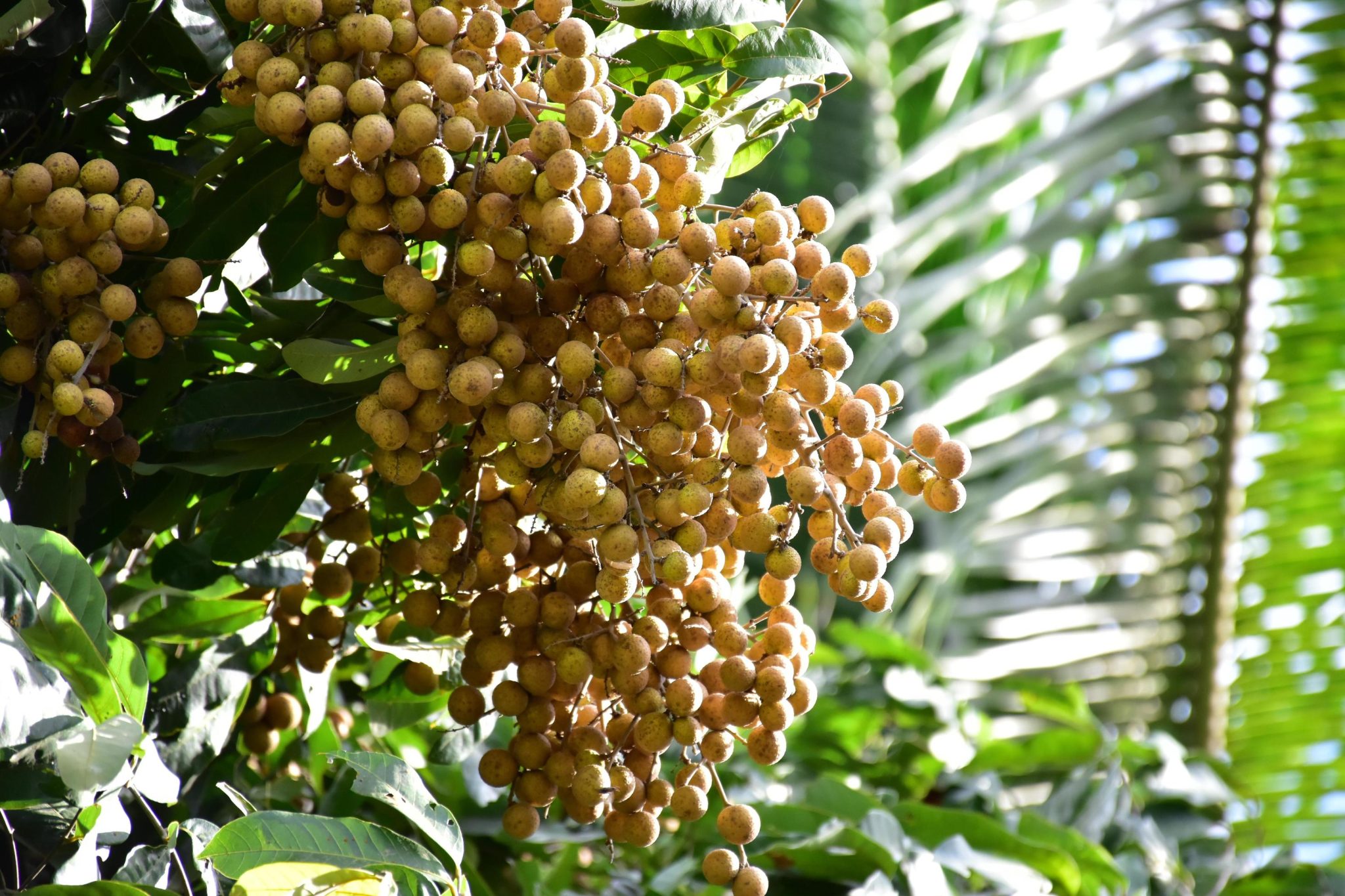 African Star Apple