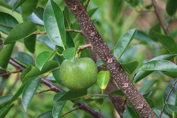 Alligator Apple