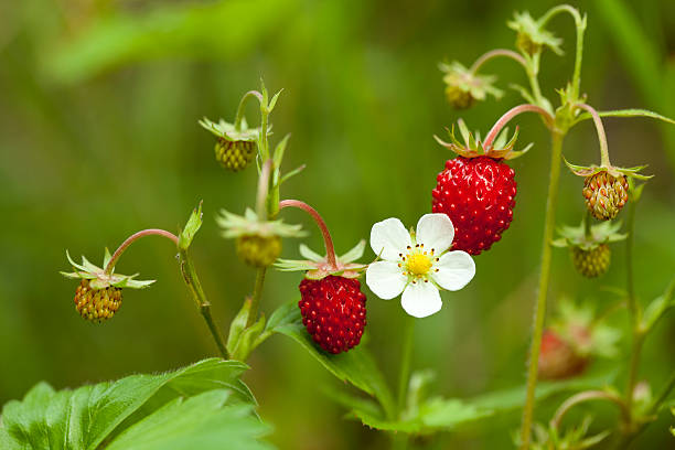 Alpine Strawberry