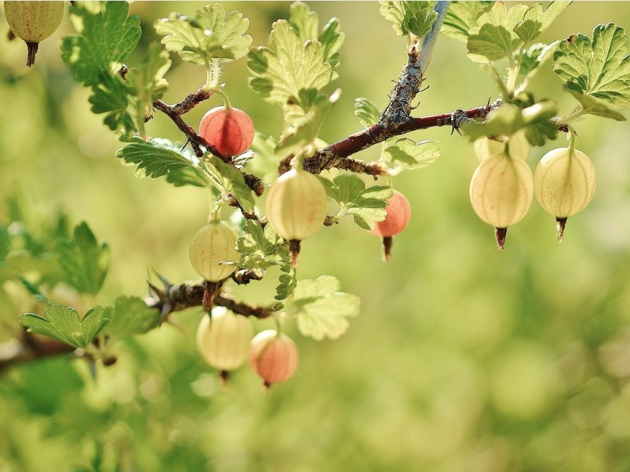 American Gooseberry