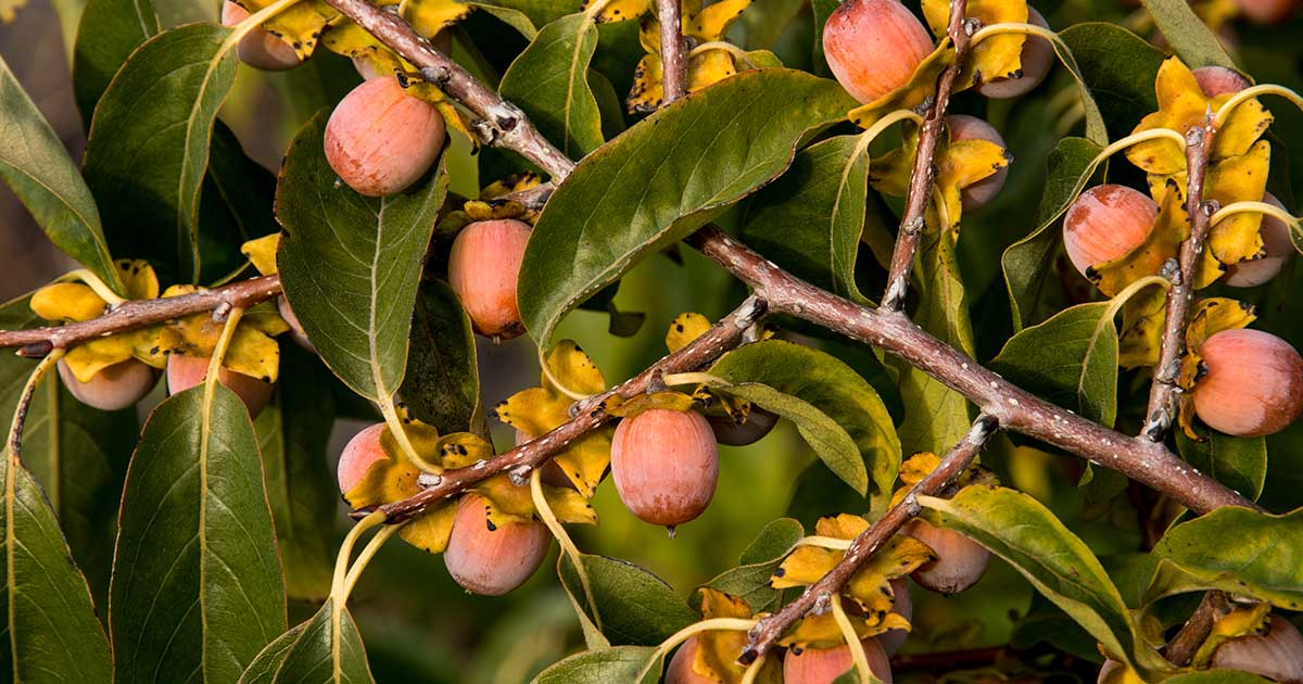 American Persimmon